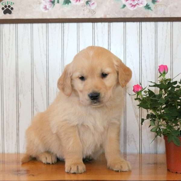 Judson, Golden Retriever Puppy