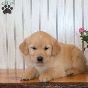 Judson, Golden Retriever Puppy