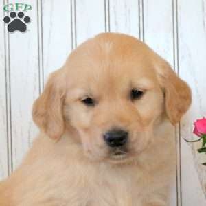 Judson, Golden Retriever Puppy
