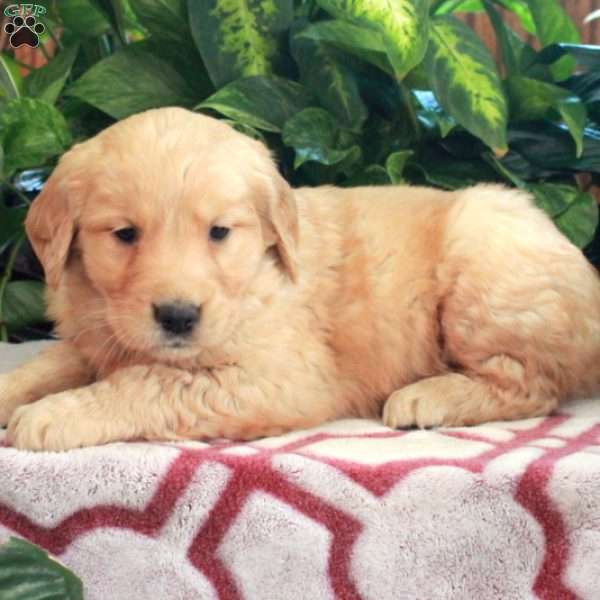 Julep, Golden Retriever Puppy