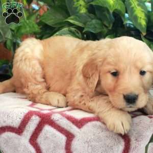 Julep, Golden Retriever Puppy