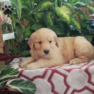 Julep, Golden Retriever Puppy
