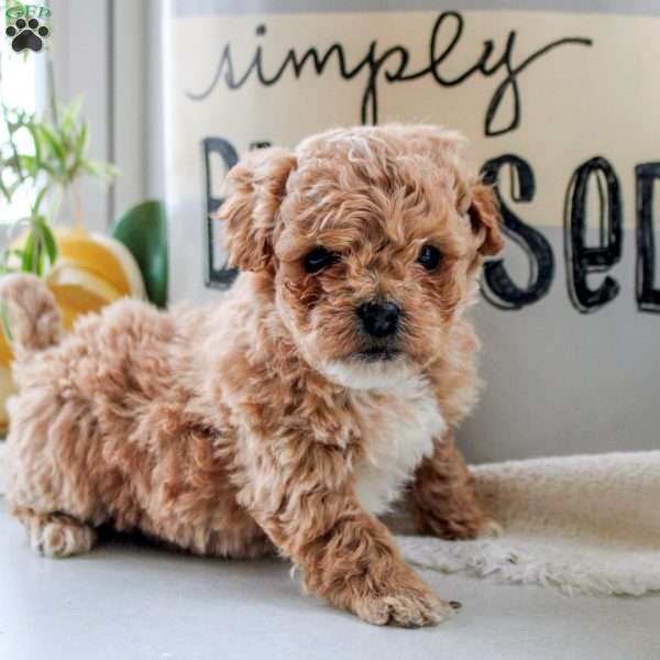 Julian, Cockapoo Puppy