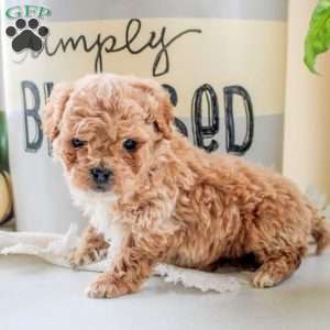 Julian, Cockapoo Puppy