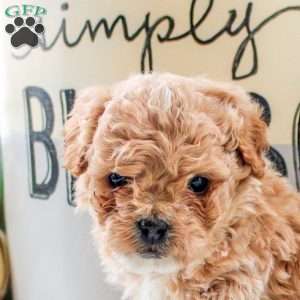 Julian, Cockapoo Puppy