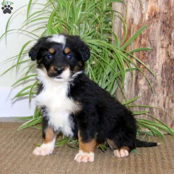 Julie, Bernedoodle Puppy