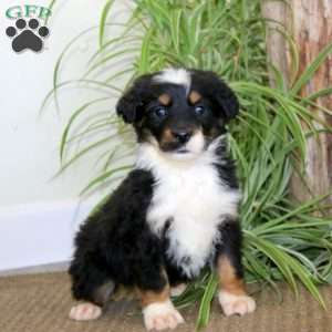 Julie, Bernedoodle Puppy