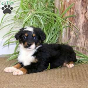 Julie, Bernedoodle Puppy