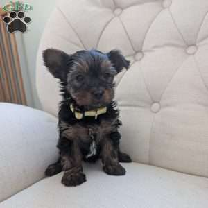 Julie, Yorkie Puppy