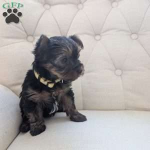 Julie, Yorkie Puppy