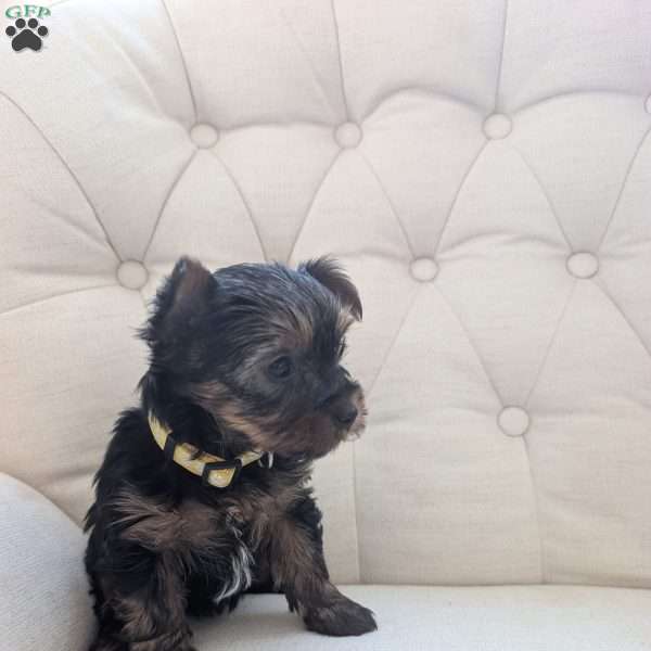 Julie, Yorkie Puppy