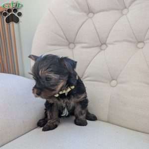 Julie, Yorkie Puppy
