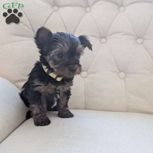 Julie, Yorkie Puppy