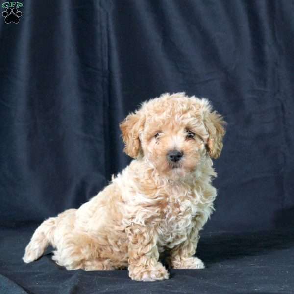 Juliet, Bich-Poo Puppy