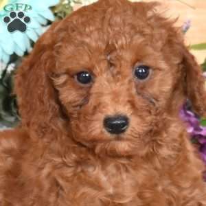 Juliet, Miniature Poodle Puppy