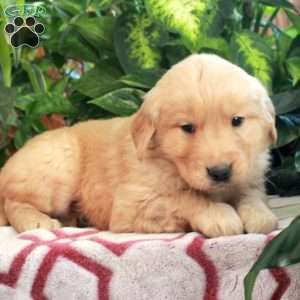 Jumper, Golden Retriever Puppy