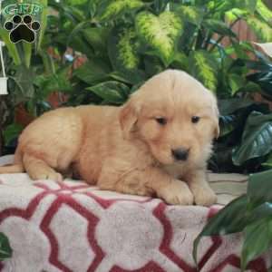 Jumper, Golden Retriever Puppy