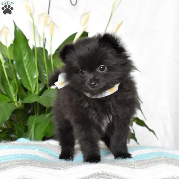 Junior, Pomeranian Puppy