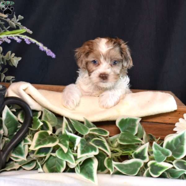 Junior, Shih-Poo Puppy