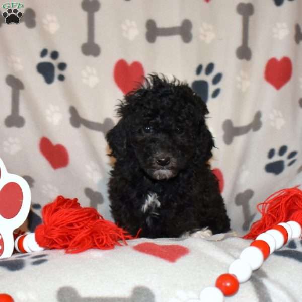 Junior, Miniature Poodle Puppy