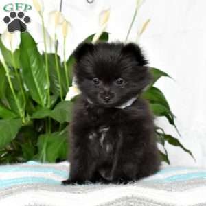 Junior, Pomeranian Puppy