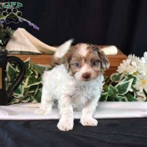 Junior, Shih-Poo Puppy
