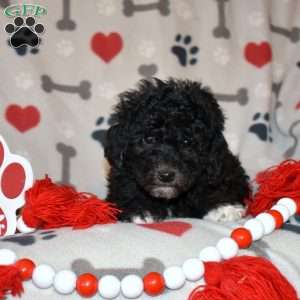Junior, Miniature Poodle Puppy