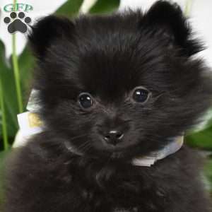 Junior, Pomeranian Puppy