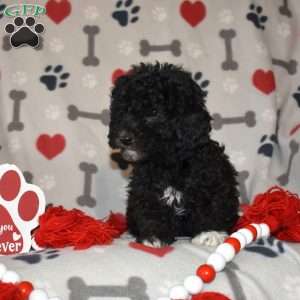 Junior, Miniature Poodle Puppy