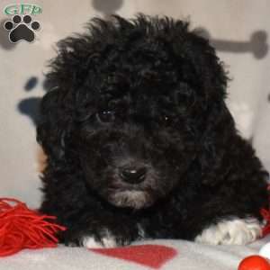 Junior, Miniature Poodle Puppy