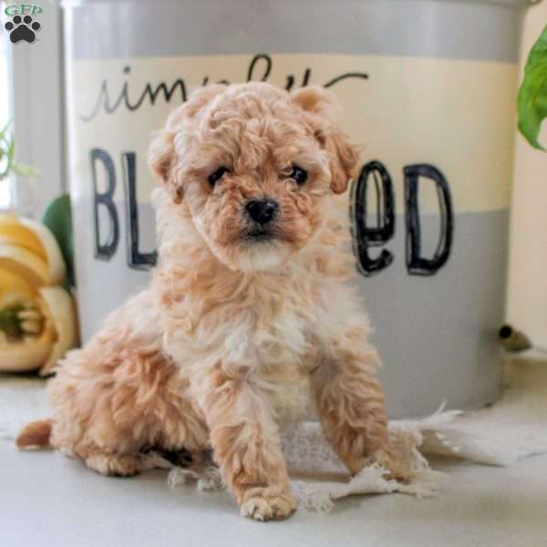 Juniper, Cockapoo Puppy