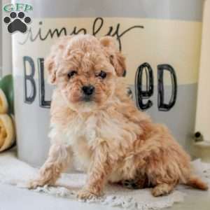 Juniper, Cockapoo Puppy