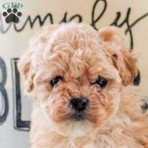 Juniper, Cockapoo Puppy