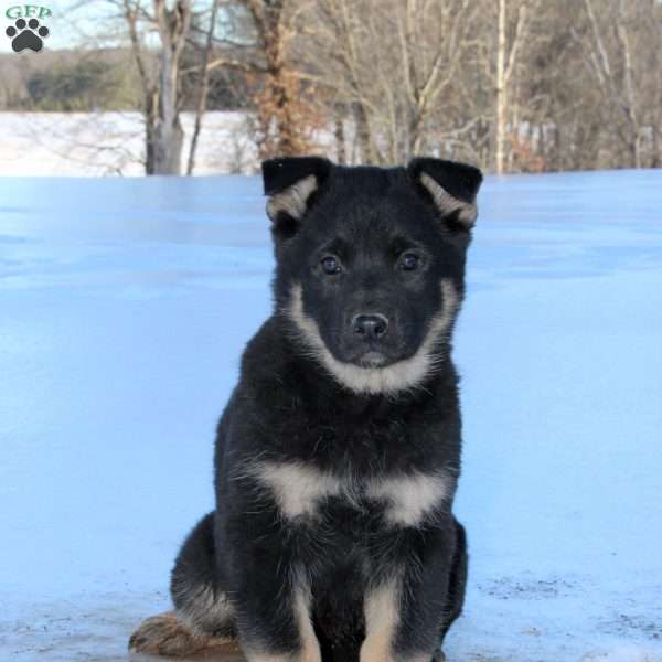 Juniper, German Shepherd Puppy