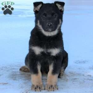 Juniper, German Shepherd Puppy