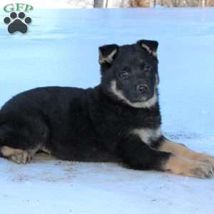 Juniper, German Shepherd Puppy