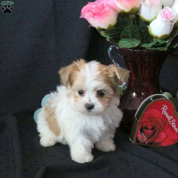Juno, Morkie / Yorktese Puppy