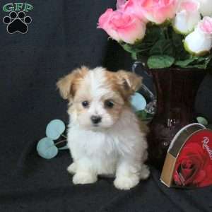 Juno, Morkie / Yorktese Puppy