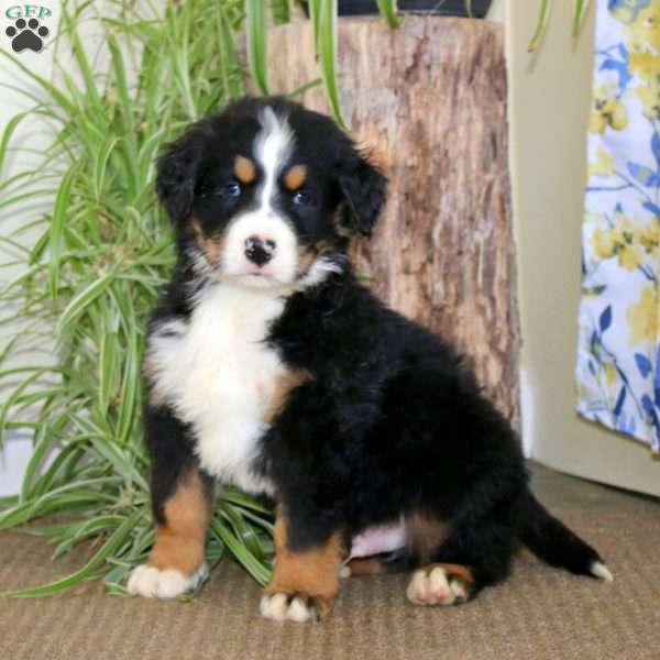 Justin, Bernedoodle Puppy