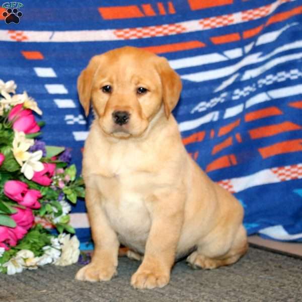 Justin, Yellow Labrador Retriever Puppy