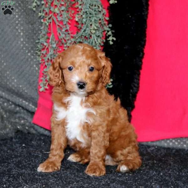 Justin, Cockapoo Puppy