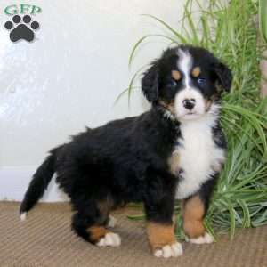 Justin, Bernedoodle Puppy