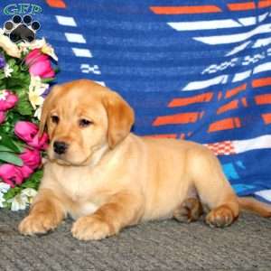 Justin, Yellow Labrador Retriever Puppy