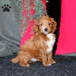 Justin, Cockapoo Puppy