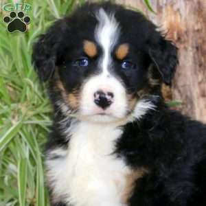 Justin, Bernedoodle Puppy