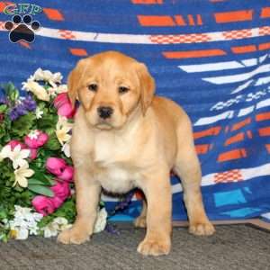 Justin, Yellow Labrador Retriever Puppy