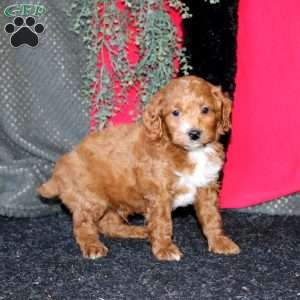 Justin, Cockapoo Puppy