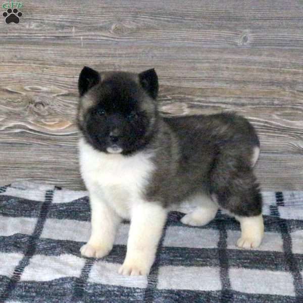 Kade, Akita Puppy
