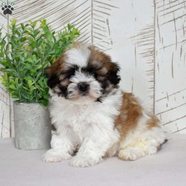 Kahula, Teddy Bear Puppy