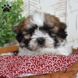 Kahula, Teddy Bear Puppy